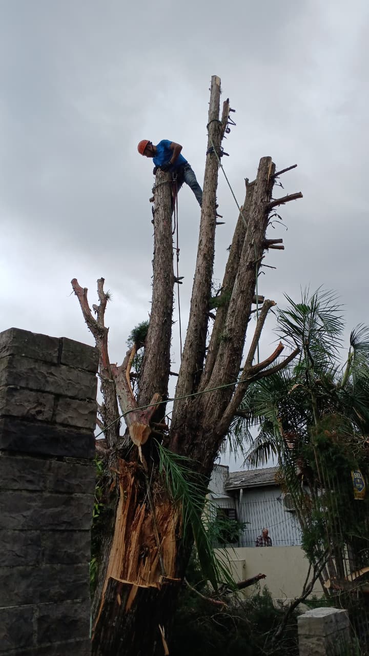 Arborista removendo árvore de grande porte com cordas